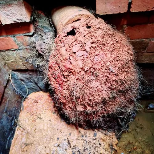 Root Cutting & Removal