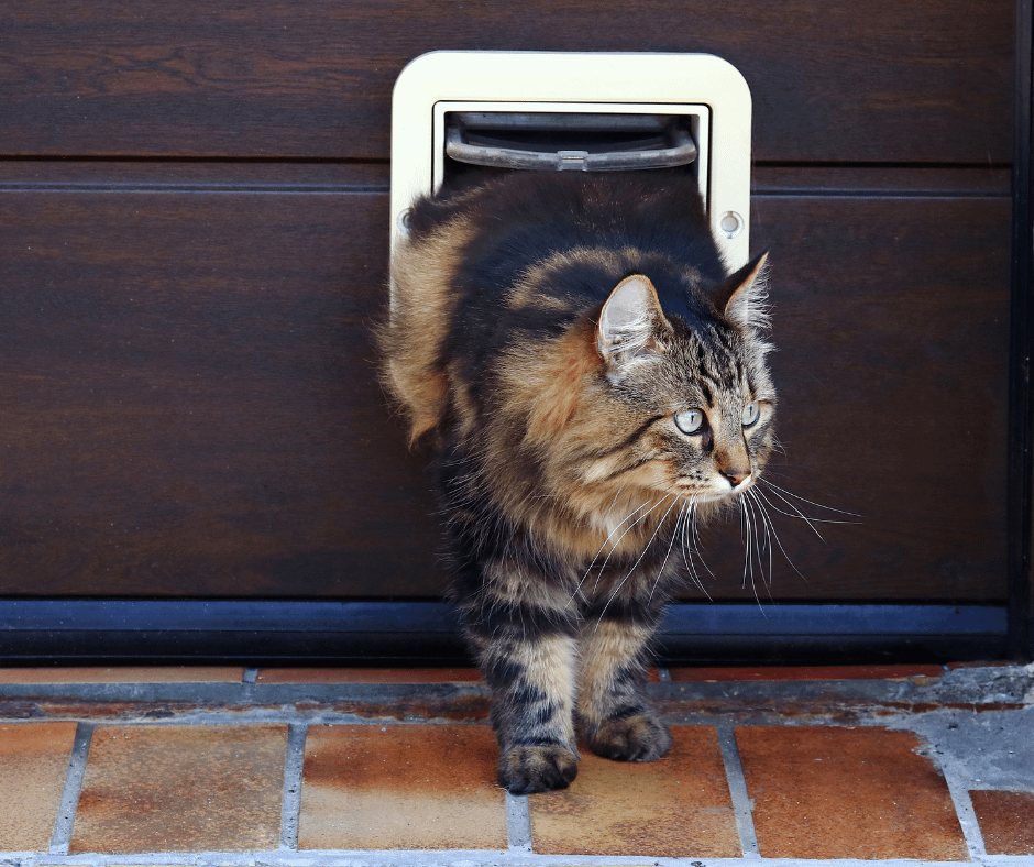 Cat Flap in a Composite Door